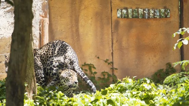 Leopard resting in the forest.