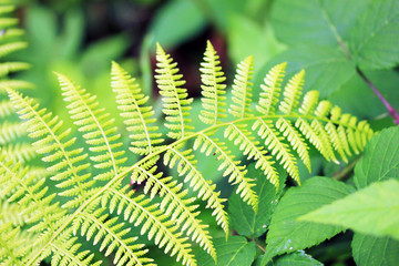 Light-green leaf of fern