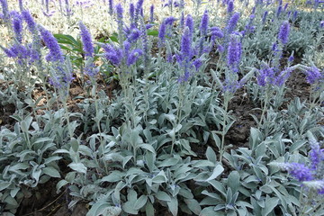 Plenty of lavender colored flower spikes of Veronica incana
