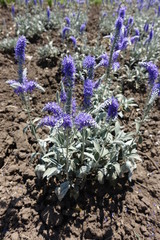 Veronica incana with lavender colored flower spikes