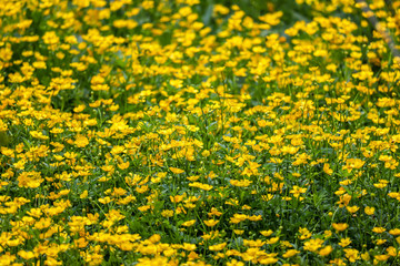 Fototapeta premium A lot of fresh yellow flowers, Radziejowice, Mazovia, Poland.