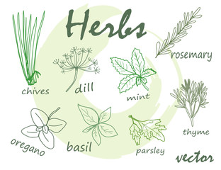 Hand drawn herbal elements. Vector collection