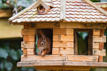 Eichhörnchen (Sciurus vulgaris) sitzt in Vogelhaus und frisst, Berlin, Deutschland
