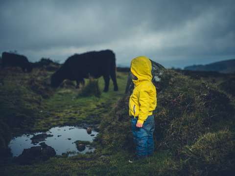 Toddler looking at cow on the moor