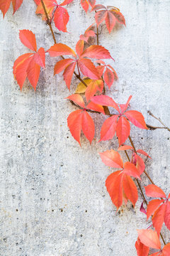 Automne en ville, feuilles d'automne rouges sur b&eacute;ton brut