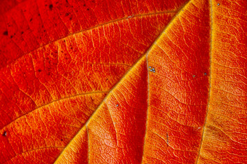 autumn leaves background