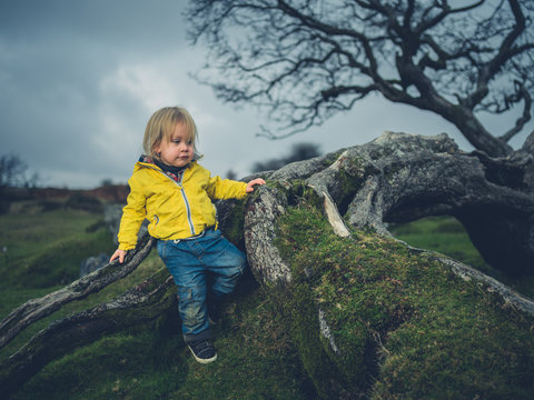 Toddler climbing tree on the moor