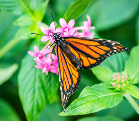 Monarch Butterfly