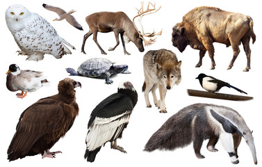 Obraz premium set of north american animals isolated