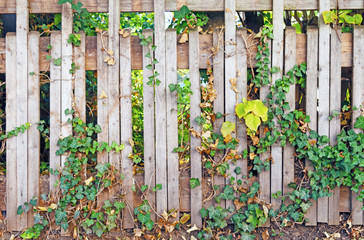 Wooden Fence with Plants