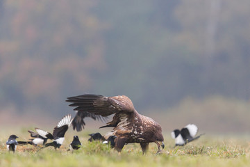 Birds of prey - white-tailed eagle in flight (Haliaeetus albicilla)
