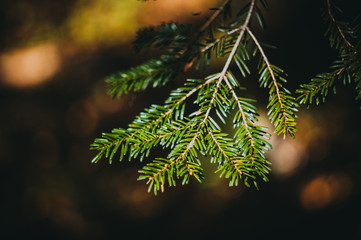 Fir branch in the forest	