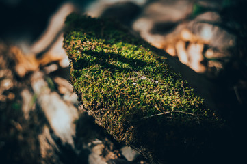 Moss	