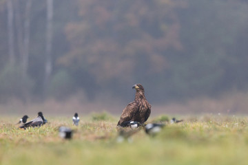 Birds of prey - white-tailed eagle in flight (Haliaeetus albicilla)