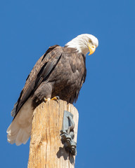 Bald eagle Perched on a Pole