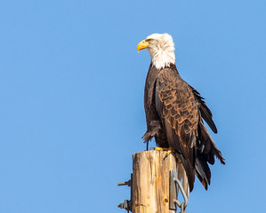 Bald eagle Perched on a Pole