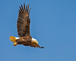 Bald Eagle in Flight