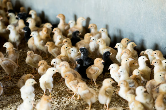 Fluffy baby chickens on poultry farmhouse.