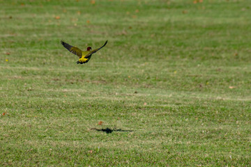 European Green Woodpecker (Picus viridis) in flight