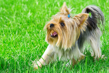 portrait of a dog breed Yorkshire Terrier, on a background of green lawn