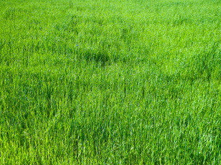 Green grass as background.
