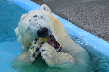 ホッキョクグマ