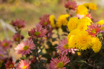 Beautiful yellow and pink chrysanthemum as chamomile blooming in the garden, autumn flowers, background