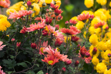 Beautiful yellow and pink chrysanthemum as chamomile blooming in the garden, autumn, background