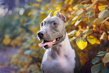 beautiful dog portrait blue american staffordshire terrier amstaff stafford pit bull puppy walking...