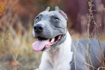 portrait beautiful dog portrait blue american staffordshire terrier amstaff stafford pit bull puppy...