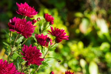 Fototapeta premium Beautiful pink chrysanthemum blooms in the garden, place for text, autumn flowers background