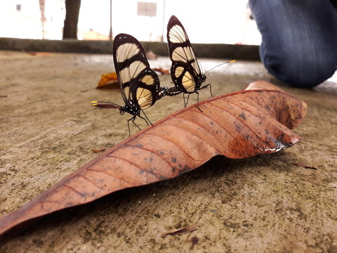 Mariposa
