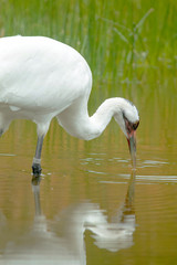 whooping crane