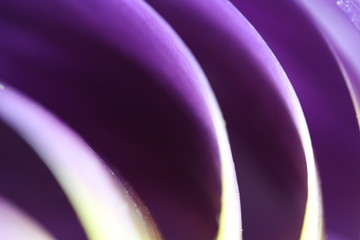 Tender purple tulip petals, Macro, Close up, abstract flower photo.