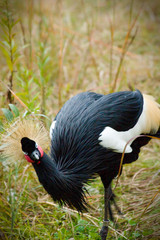 Fototapeta premium crowned crane
