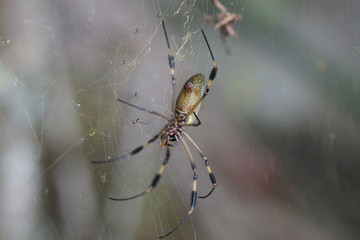 Costa-Rica - Araignée Néphila