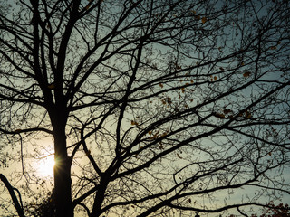 silhouette of tree with the sun behind