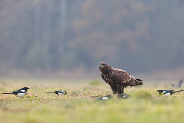 Birds of prey - white-tailed eagle in flight (Haliaeetus albicilla)