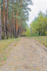 Beautiful green forest of fresh coniferous trees.