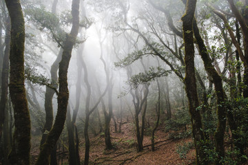 cloud forest, trees in fog, foggy weather forest landscape -