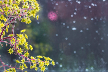 Fototapeta na wymiar Aichryson - plant, yellow flower on the windowsill, the rain outside the window