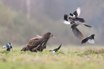 Birds of prey - white-tailed eagle in flight (Haliaeetus albicilla)