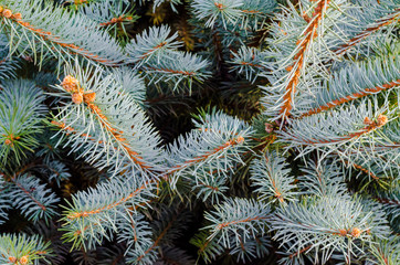 Naklejka na ściany i meble branches of spruce with green needles background