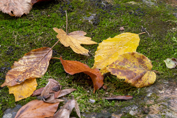 Farbige Herbstbläter auf grünem Moos
