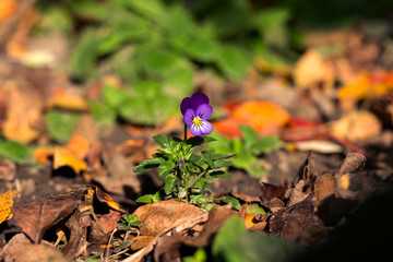 blue pansies bloomed in the fall outside in the garden, bright beautiful flowers to decorate the streets