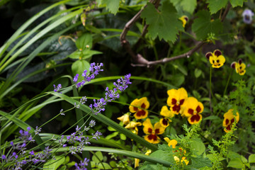 Lavender and blue pansies outside in the garden, bright beautiful flowers to decorate the streets