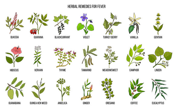 Best medicinal herbs for fever