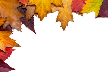 Colorful Autumn Leaves - Isolated On White Background With Copy Space For Your Own Text