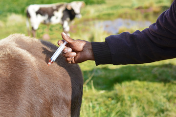 Native american veterinarian doing injection to a cow.