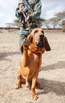 Playful Bloodhound